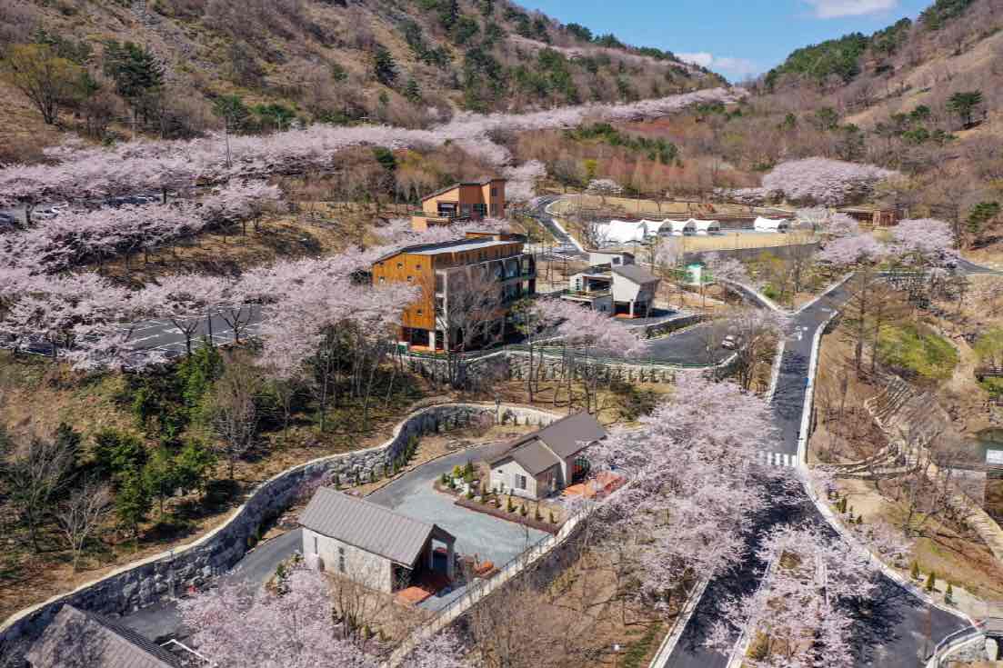 분홍빛 봄꽃(진달래)이 핀 봄철 산자락에 자리한 숲속 휴양림 전경